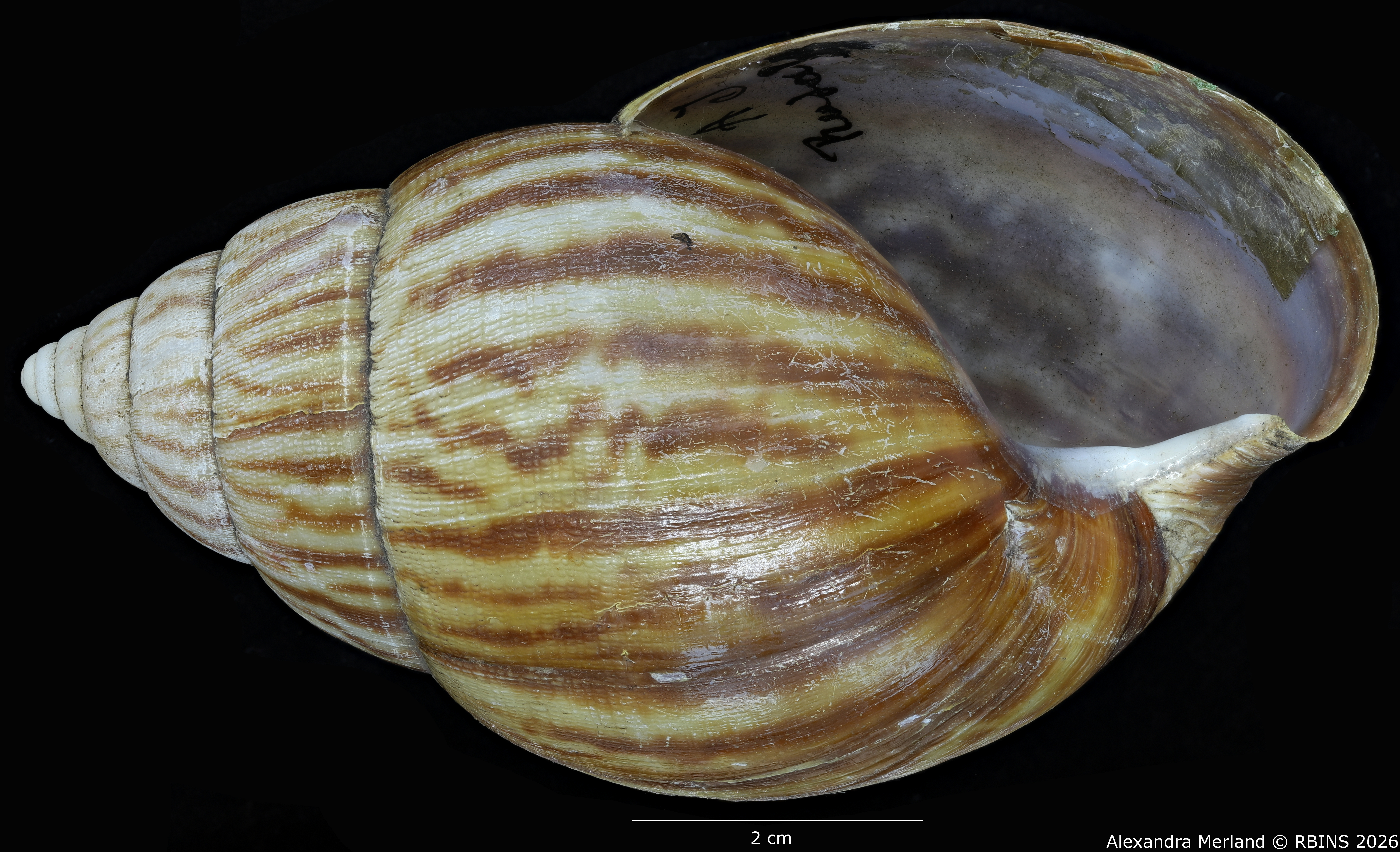 BE-RBINS-INV-MT-192-Achatina-jacobi-st-V.jpg