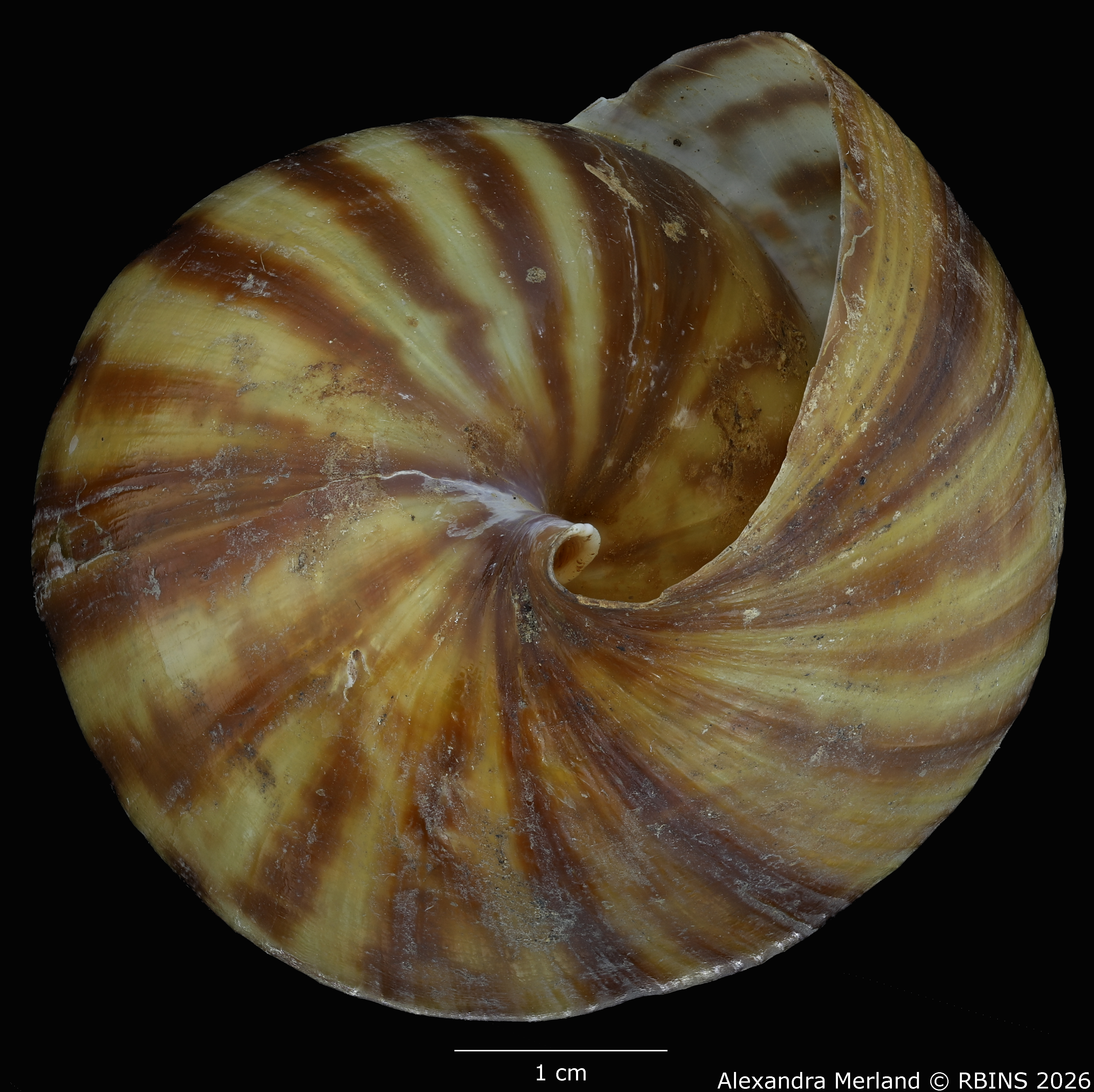 BE-RBINS-INV-MT-191-Achatina-jacobi-st-Bottom.jpg