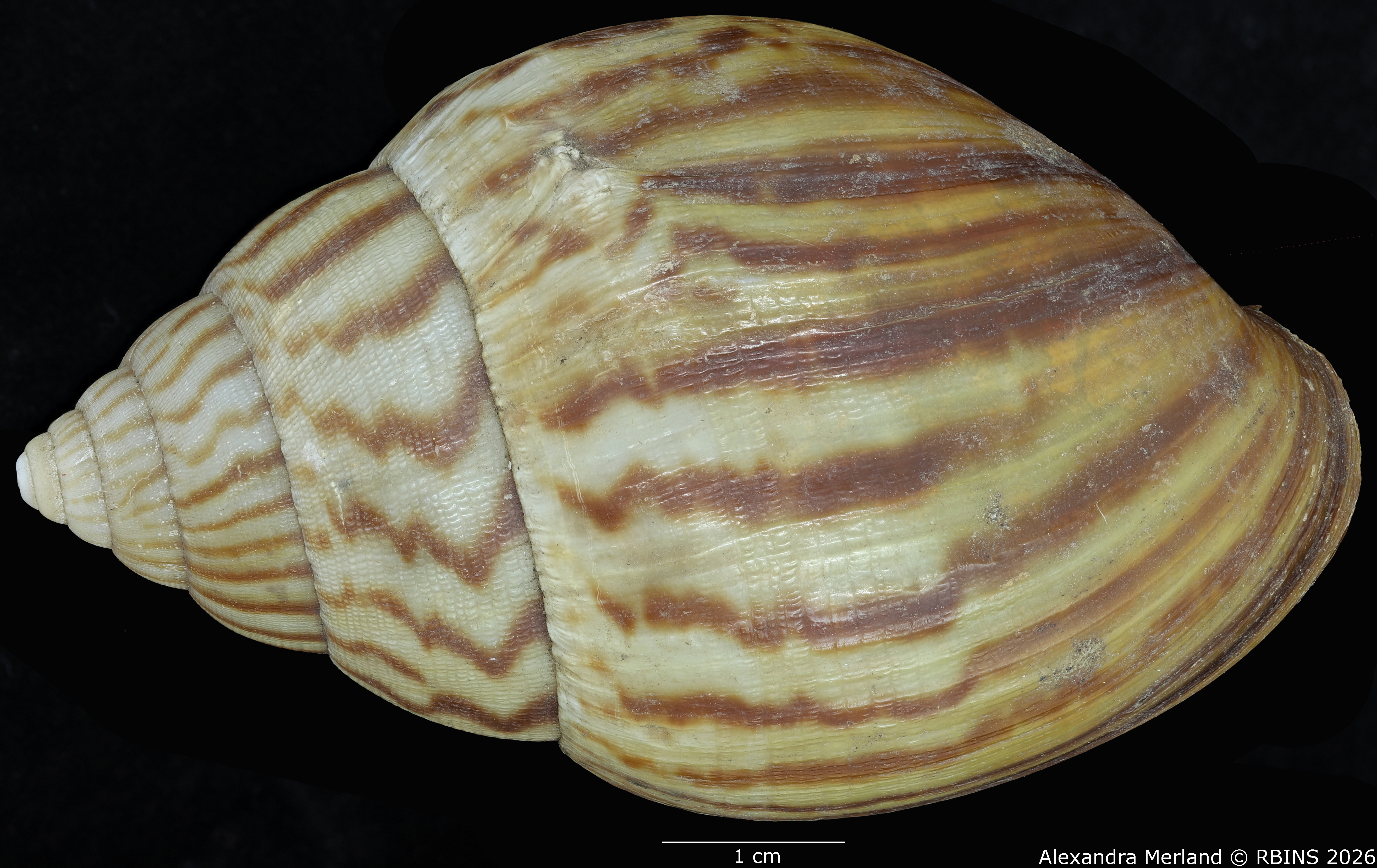 BE-RBINS-INV-MT-191-Achatina-jacobi-st-D.jpg