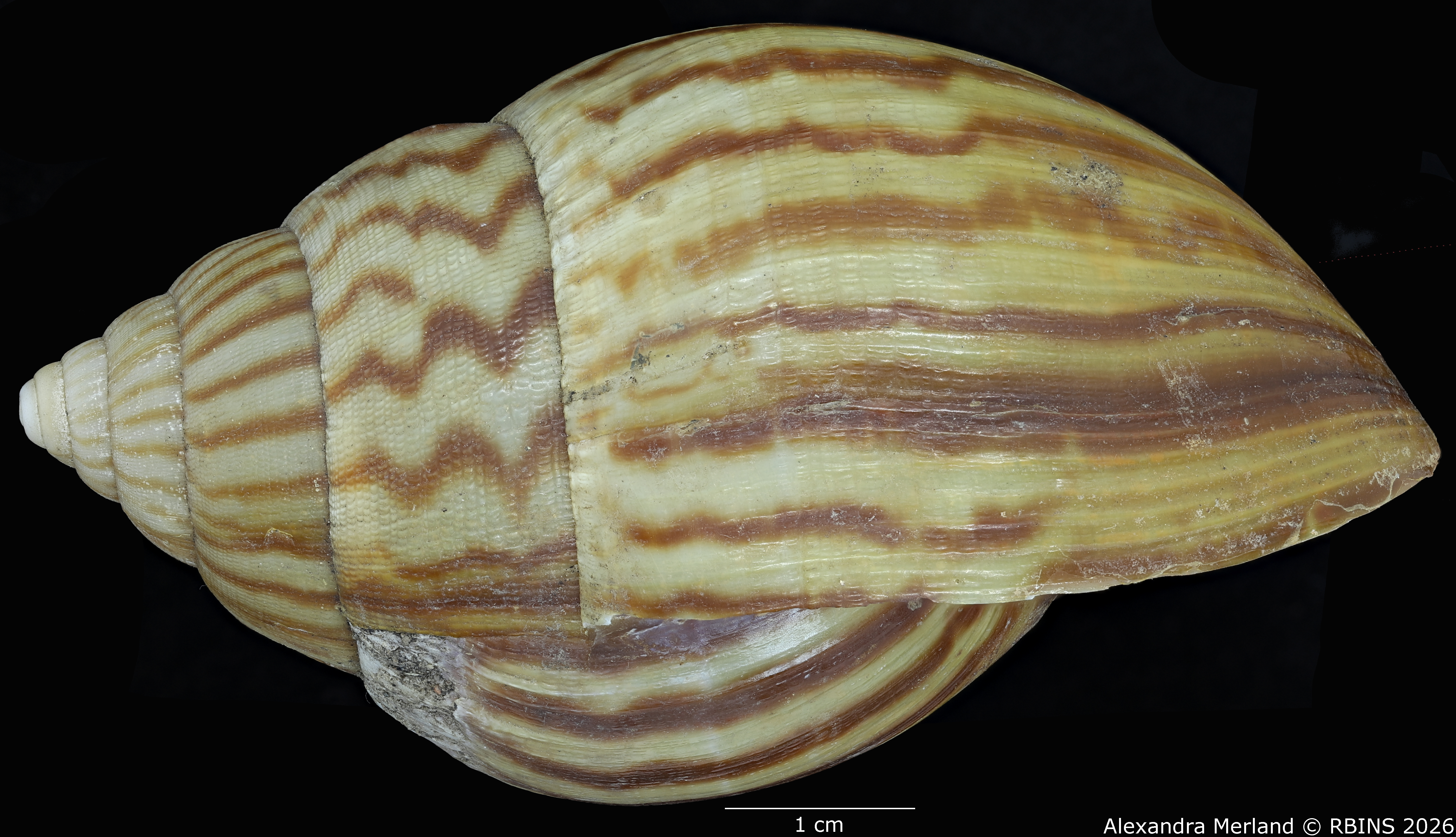 BE-RBINS-INV-MT-191-Achatina-jacobi-st-L.jpg