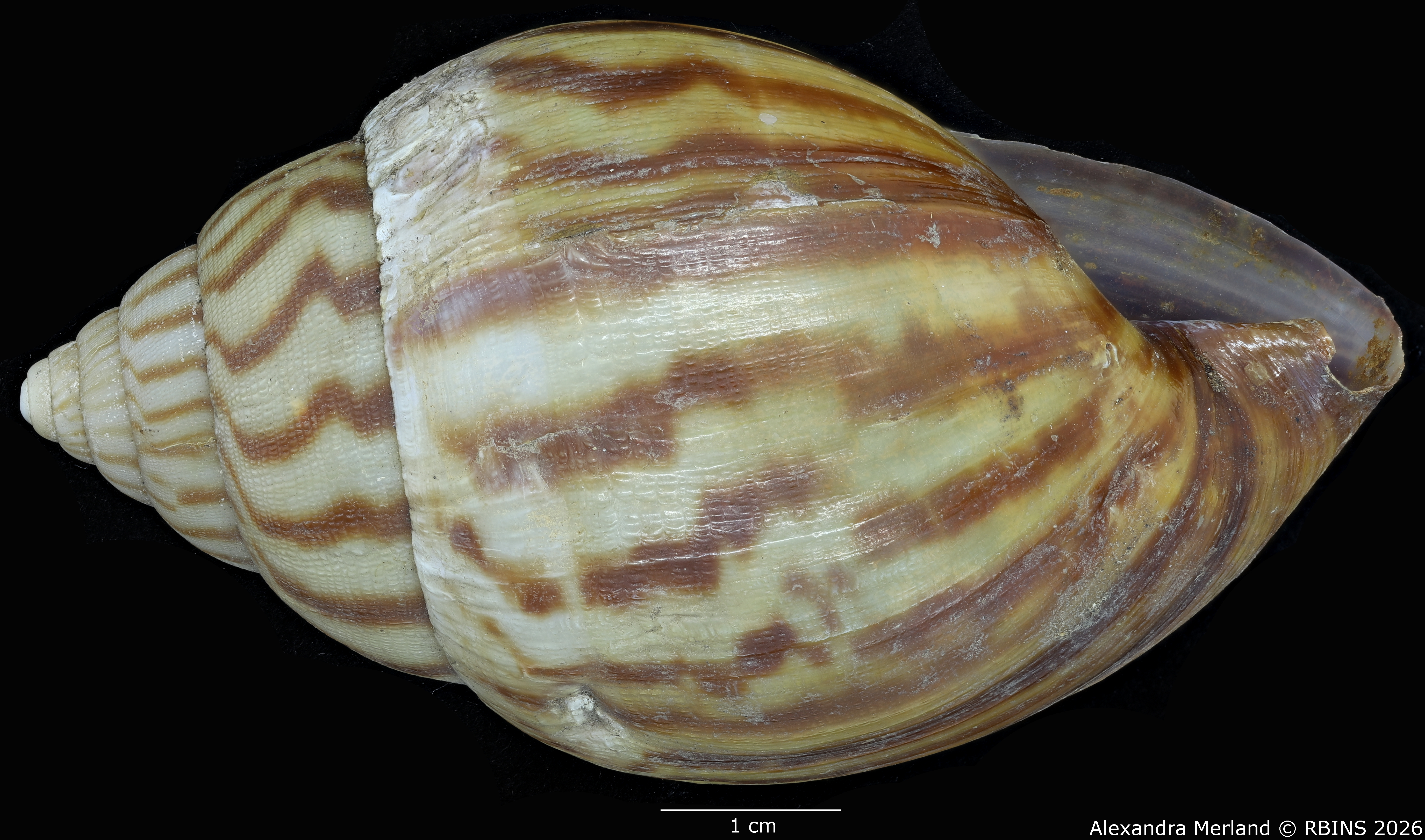 BE-RBINS-INV-MT-191-Achatina-jacobi-st-L2.jpg