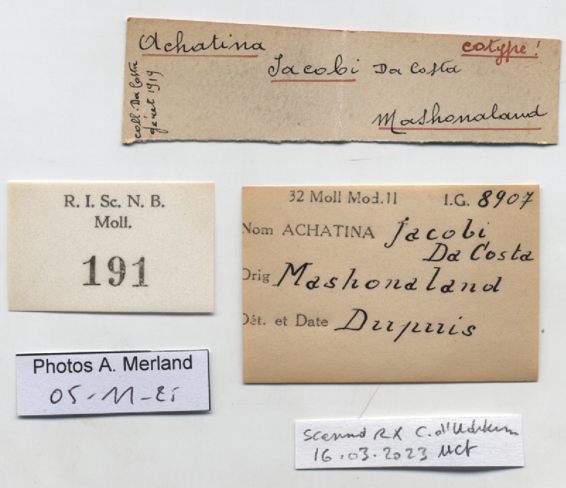 BE-RBINS-INV-MT-191-Achatina-jacobi-st-label.jpg