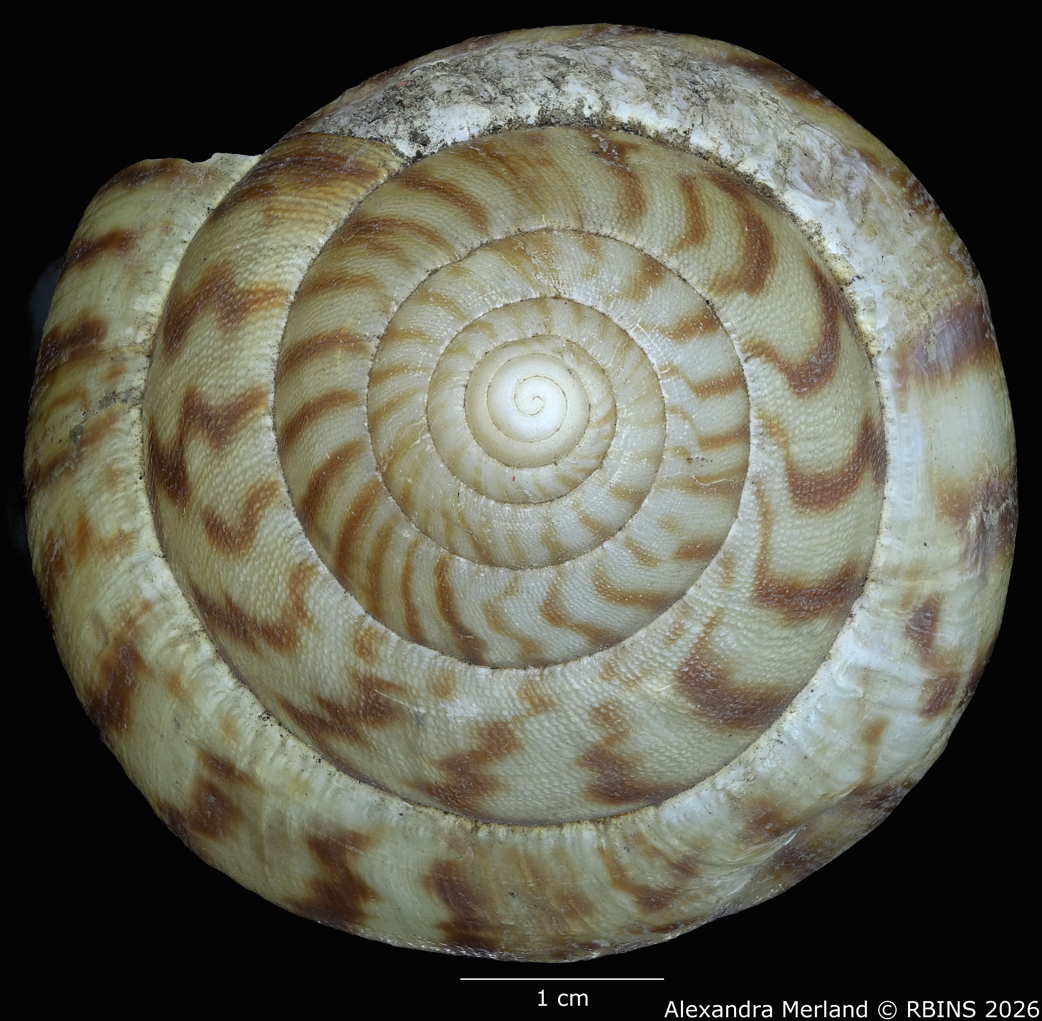 BE-RBINS-INV-MT-191-Achatina-jacobi-st-Top.jpg