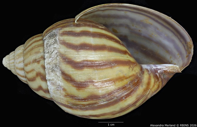BE-RBINS-INV-MT-191-Achatina-jacobi-st-V.jpg
