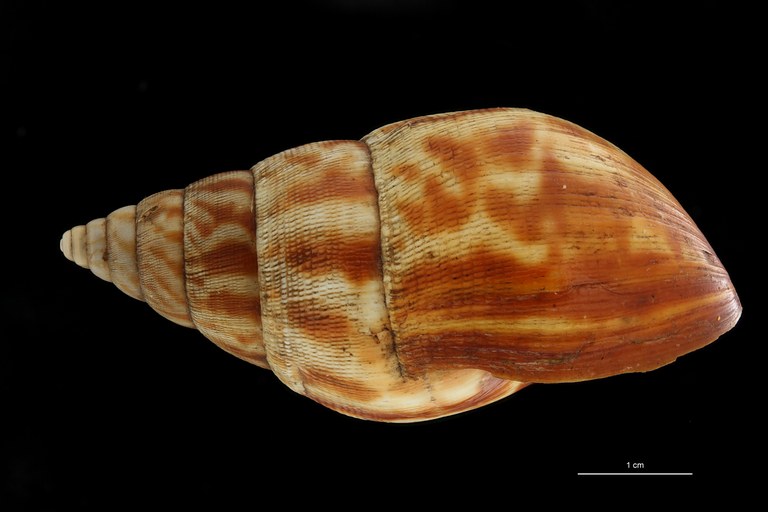 BE-RBINS-INV COTYPE MT 164 Achatina morrelli LATERAL ZS DMap Scaled.jpg