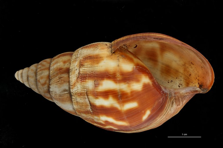 BE-RBINS-INV COTYPE MT 164 Achatina morrelli VENTRAL ZS DMap Scaled.jpg