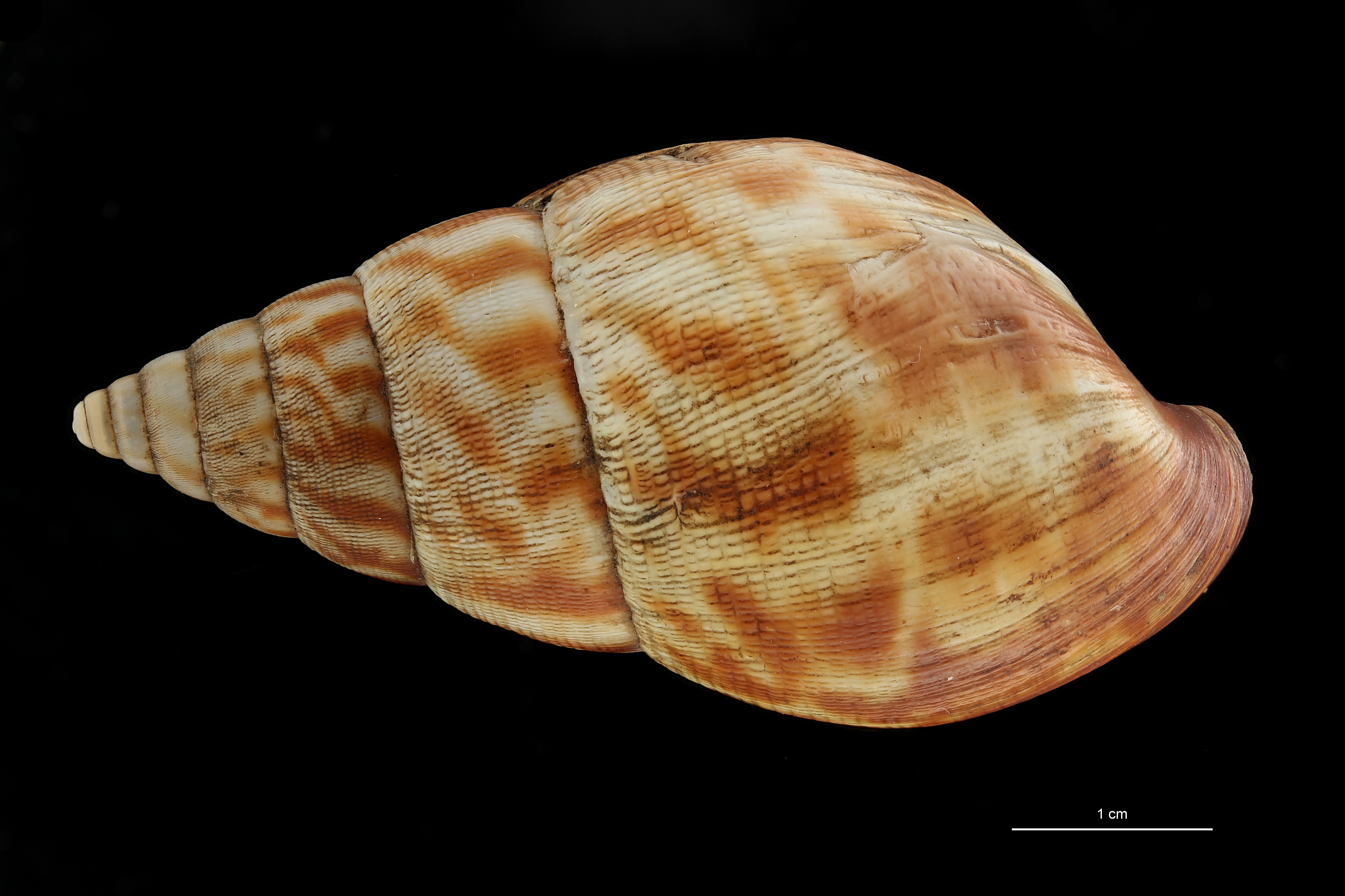 BE-RBINS-INV COTYPE MT 164 Achatina morrelli DORSAL ZS DMap Scaled.jpg