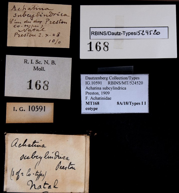 BE-RBINS-INV COTYPE MT 168 Achatina subcylindrica LABELS.jpg