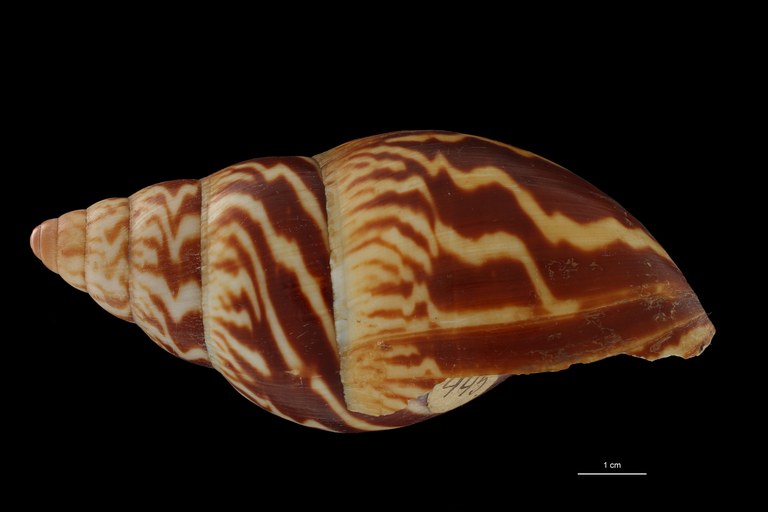 BE-RBINS-INV PARATYPE MT 181 Achatina weynsi LATERAL ZS DMap Scaled.jpg