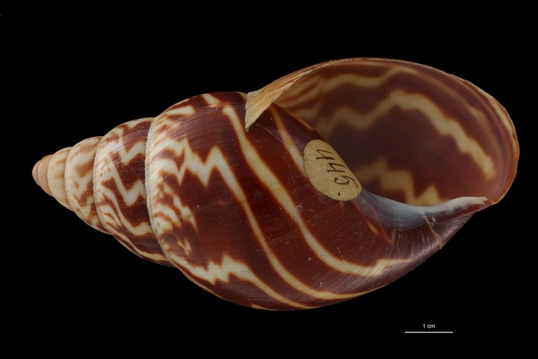 BE-RBINS-INV PARATYPE MT 181 Achatina weynsi VENTRAL ZS DMap Scaled.jpg