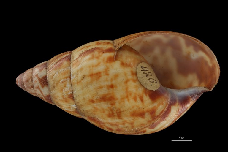 BE-RBINS-INV PARATYPE MT 183 Achatina weynsi var. confusa VENTRAL ZS DMap Scaled.jpg