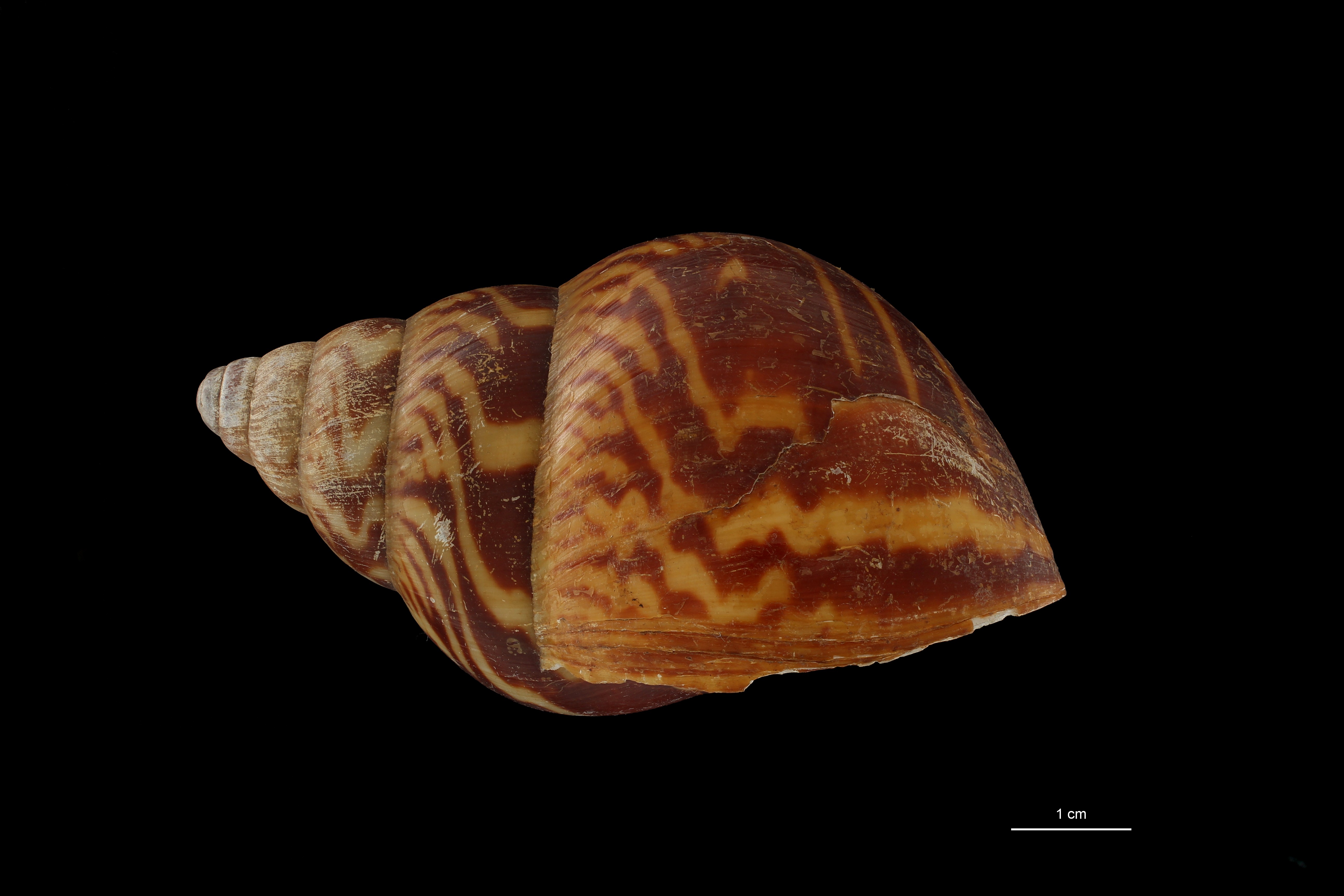 BE-RBINS-INV PARATYPE MT 184 Achatina weynsi var. obesa LATERAL ZS DMap Scaled.jpg