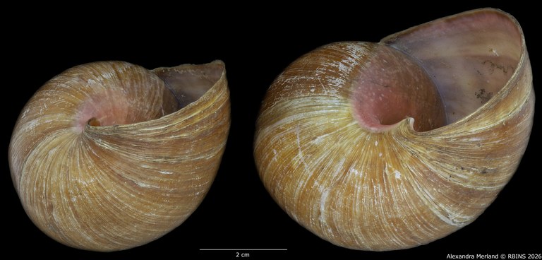 BE-RBINS-INV-INV-48280-Archachatina-rhodostoma-nt-bottom.jpg