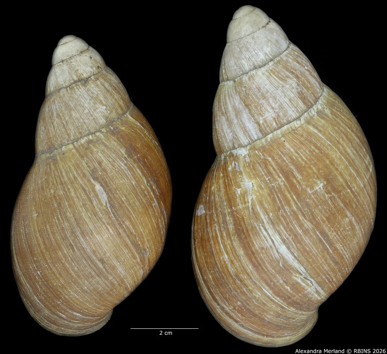 BE-RBINS-INV-INV-48280-Archachatina-rhodostoma-nt-D.jpg