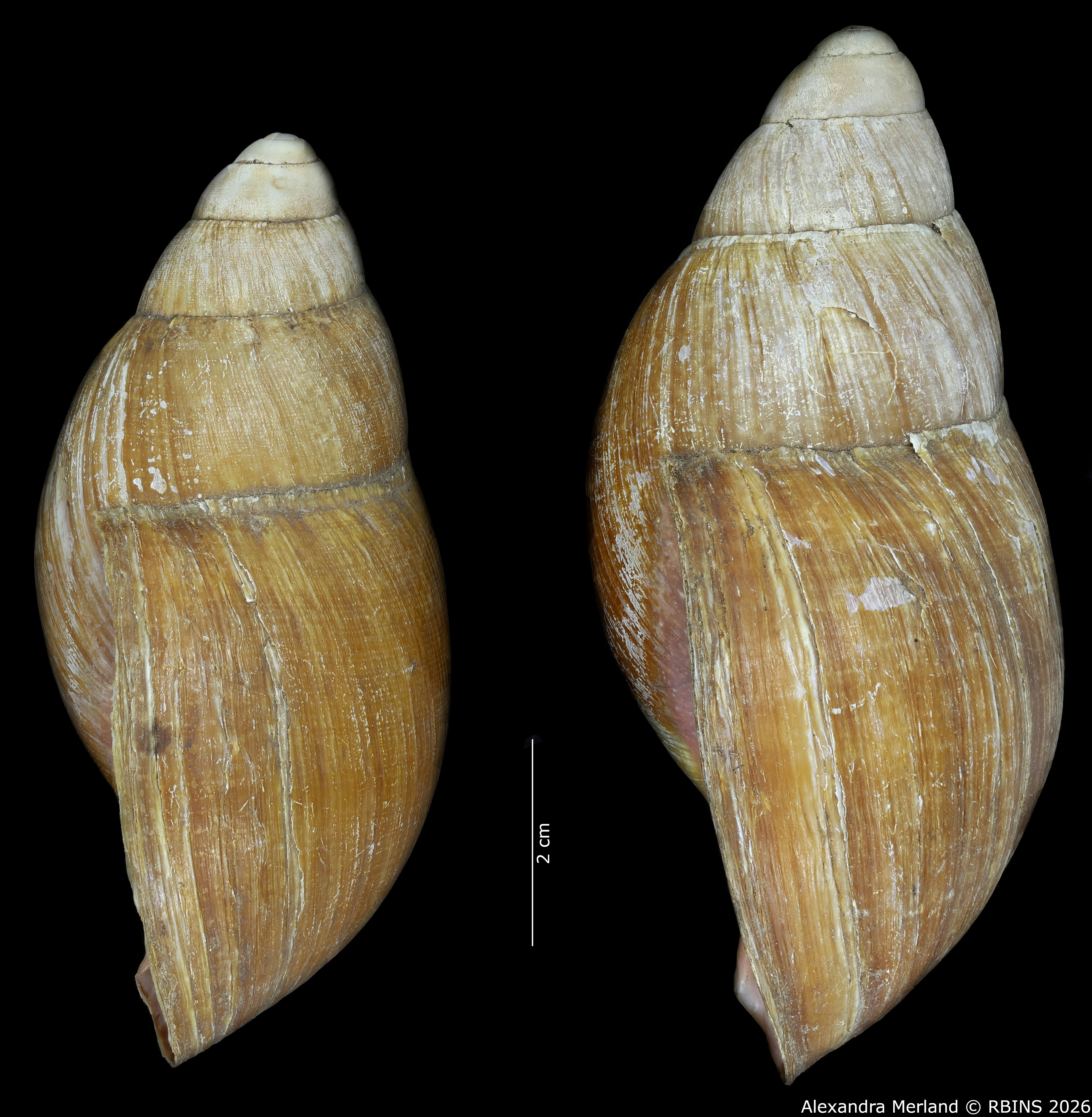 BE-RBINS-INV-INV-48280-Archachatina-rhodostoma-nt-L.jpg