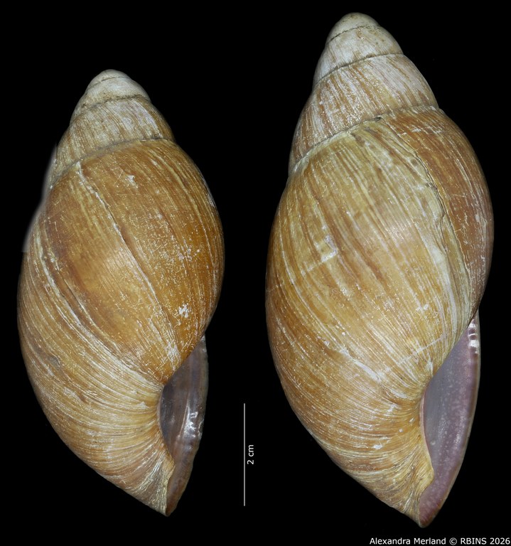 BE-RBINS-INV-INV-48280-Archachatina-rhodostoma-nt-L2.jpg