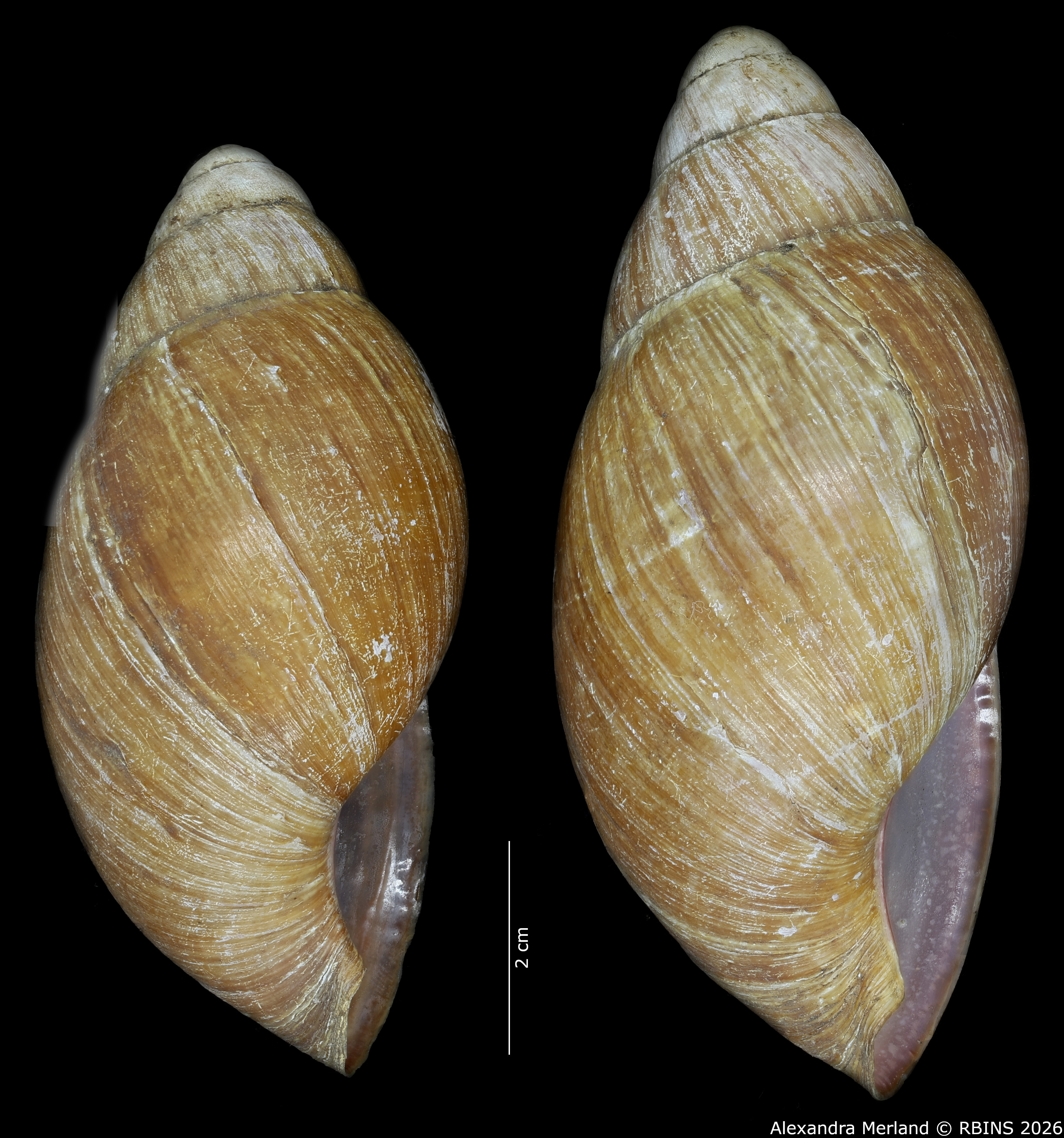 BE-RBINS-INV-INV-48280-Archachatina-rhodostoma-nt-L2.jpg