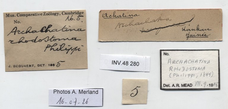 BE-RBINS-INV-INV-48280-Archachatina-rhodostoma-nt-label.jpg