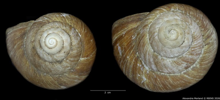 BE-RBINS-INV-INV-48280-Archachatina-rhodostoma-nt-top.jpg