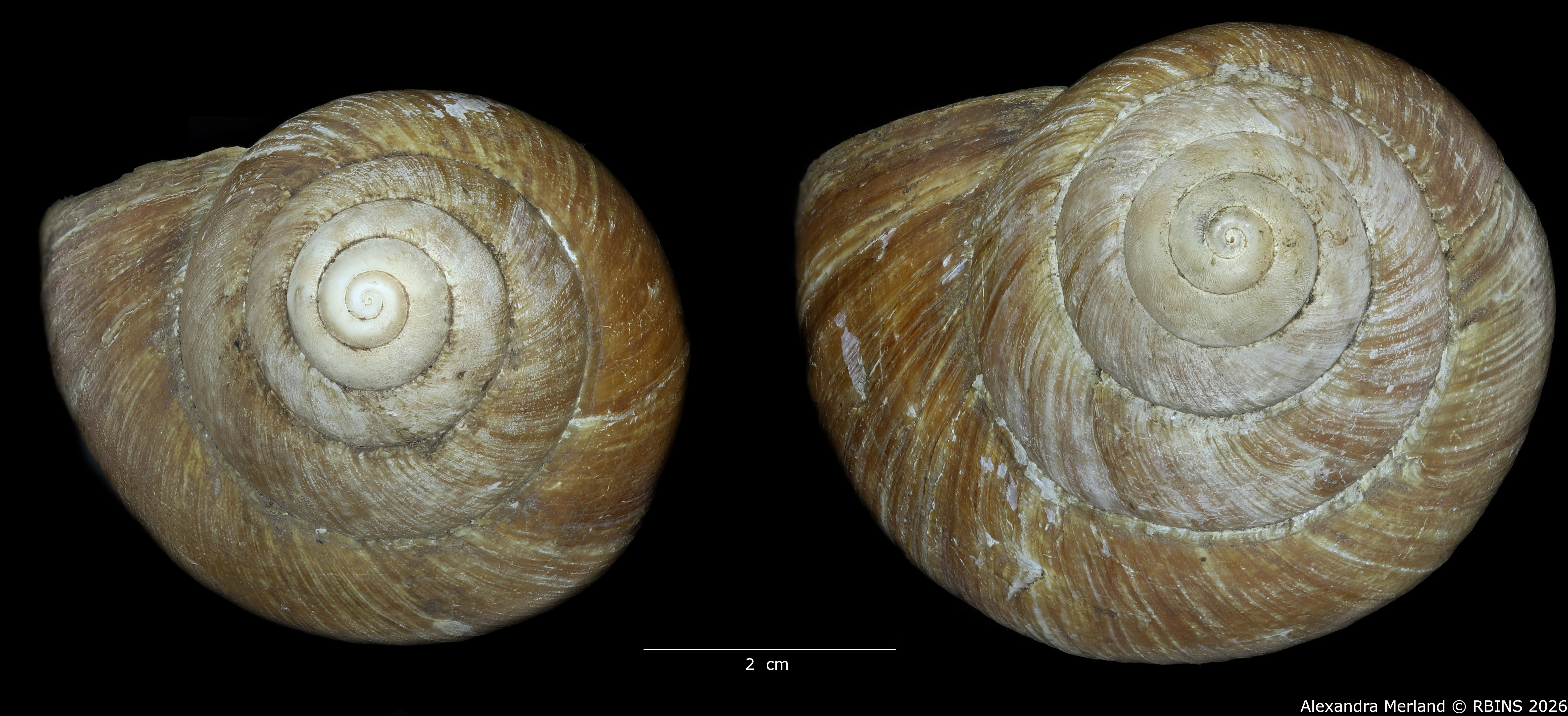BE-RBINS-INV-INV-48280-Archachatina-rhodostoma-nt-top.jpg
