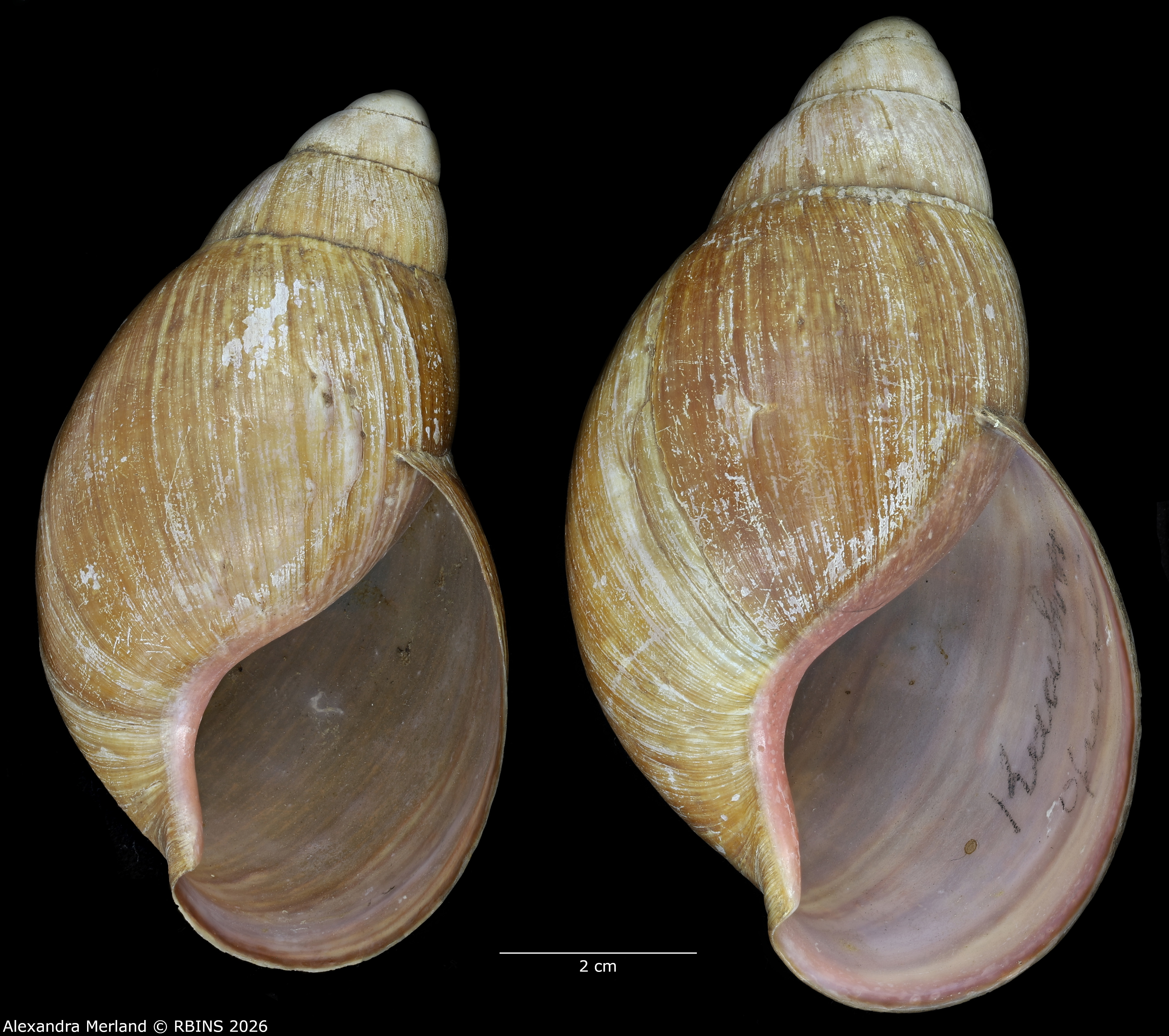 BE-RBINS-INV-INV-48280-Archachatina-rhodostoma-nt-V.jpg