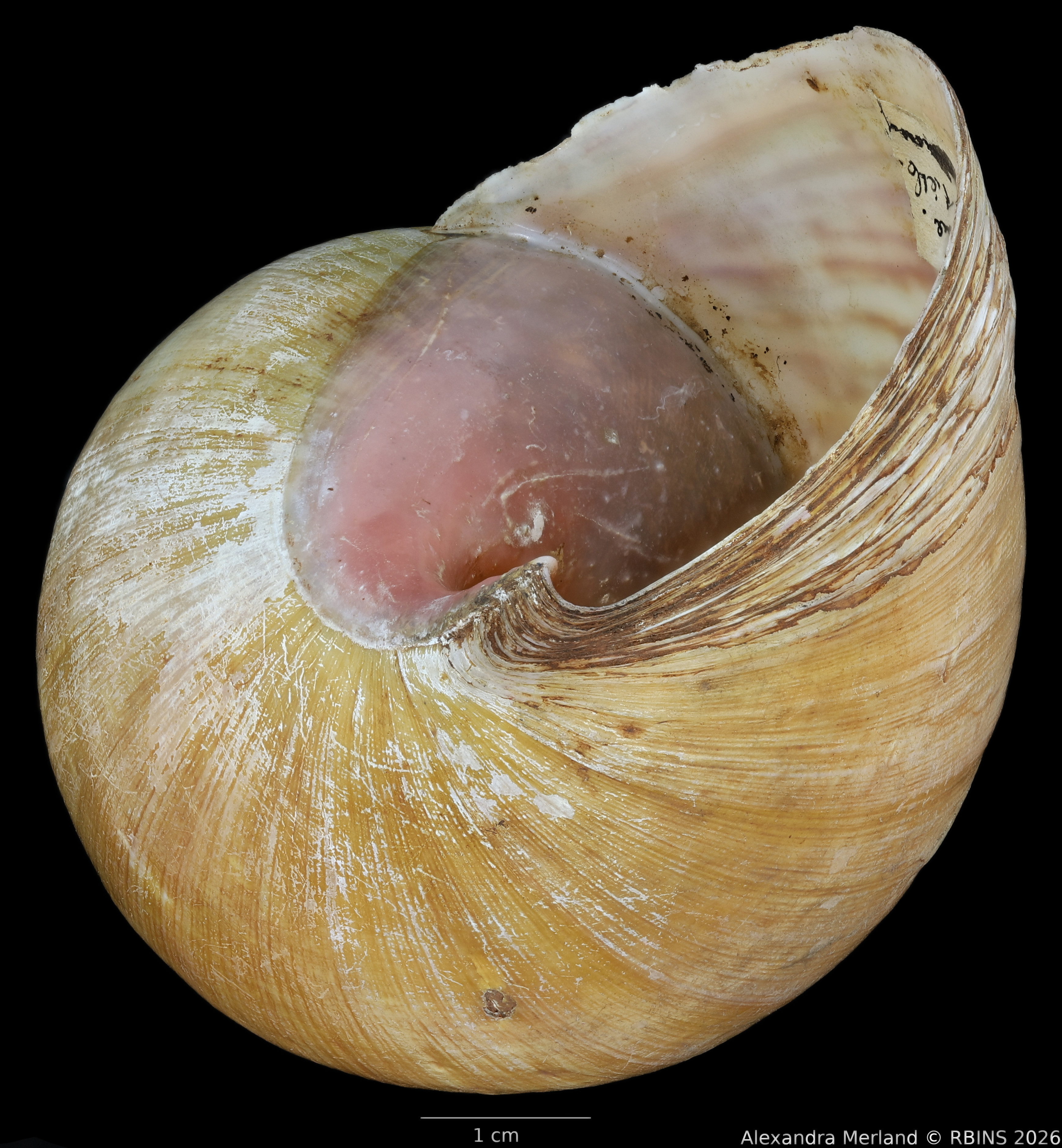 BE-RBINS-INV-INV-48279-Archachatina-rhodostoma-nt-bottom.jpg