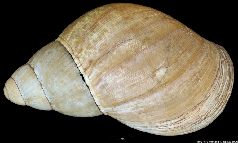 BE-RBINS-INV-INV-48279-Archachatina-rhodostoma-nt-D.jpg