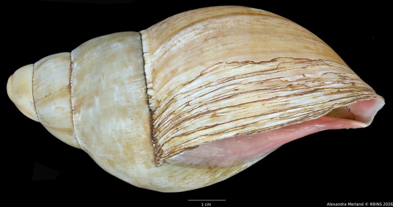 BE-RBINS-INV-INV-48279-Archachatina-rhodostoma-nt-L.jpg