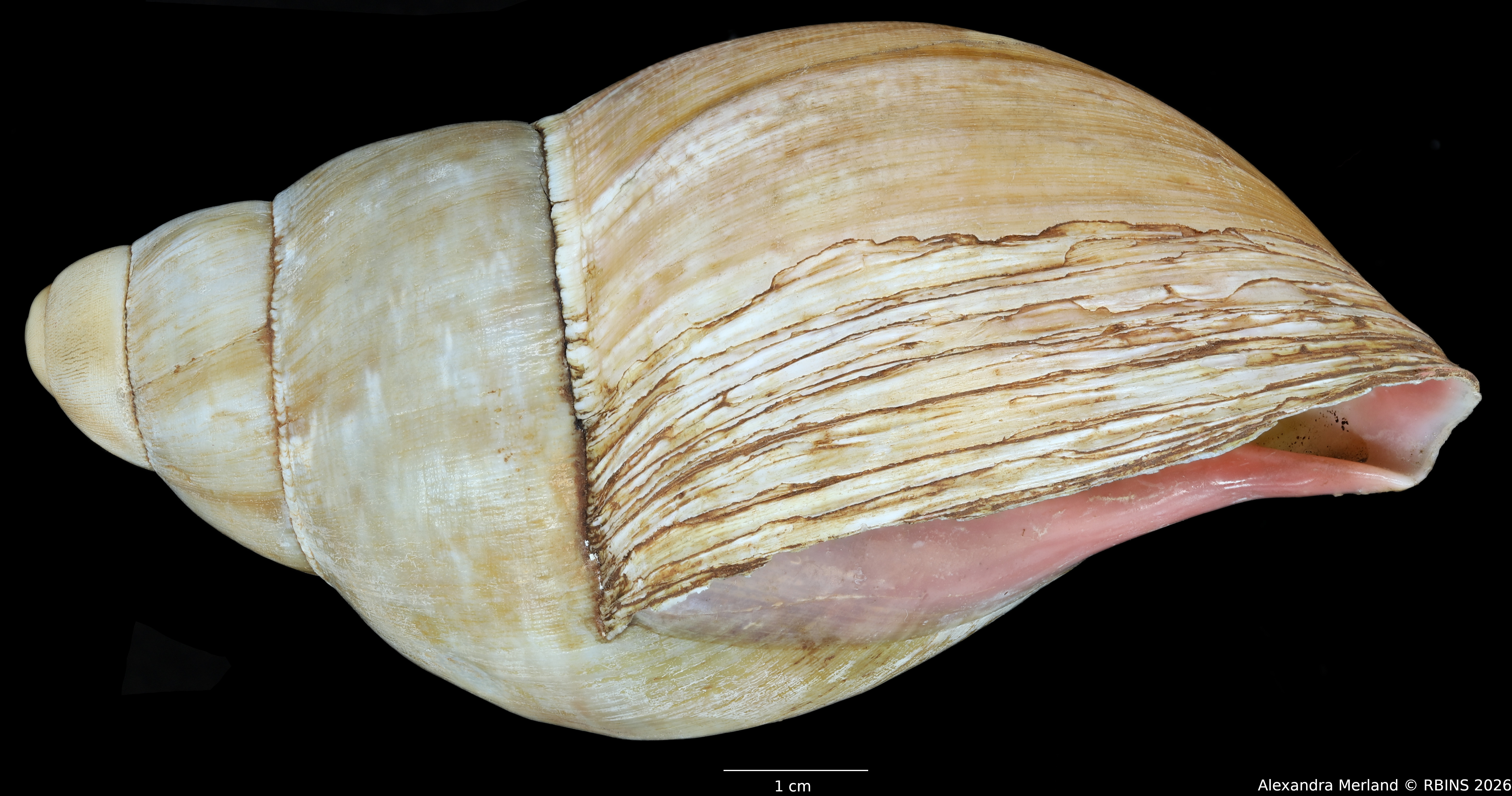BE-RBINS-INV-INV-48279-Archachatina-rhodostoma-nt-L.jpg