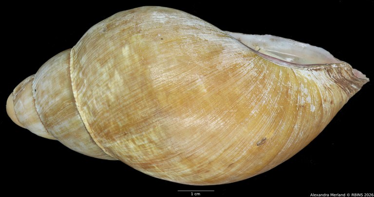 BE-RBINS-INV-INV-48279-Archachatina-rhodostoma-nt-L2.jpg
