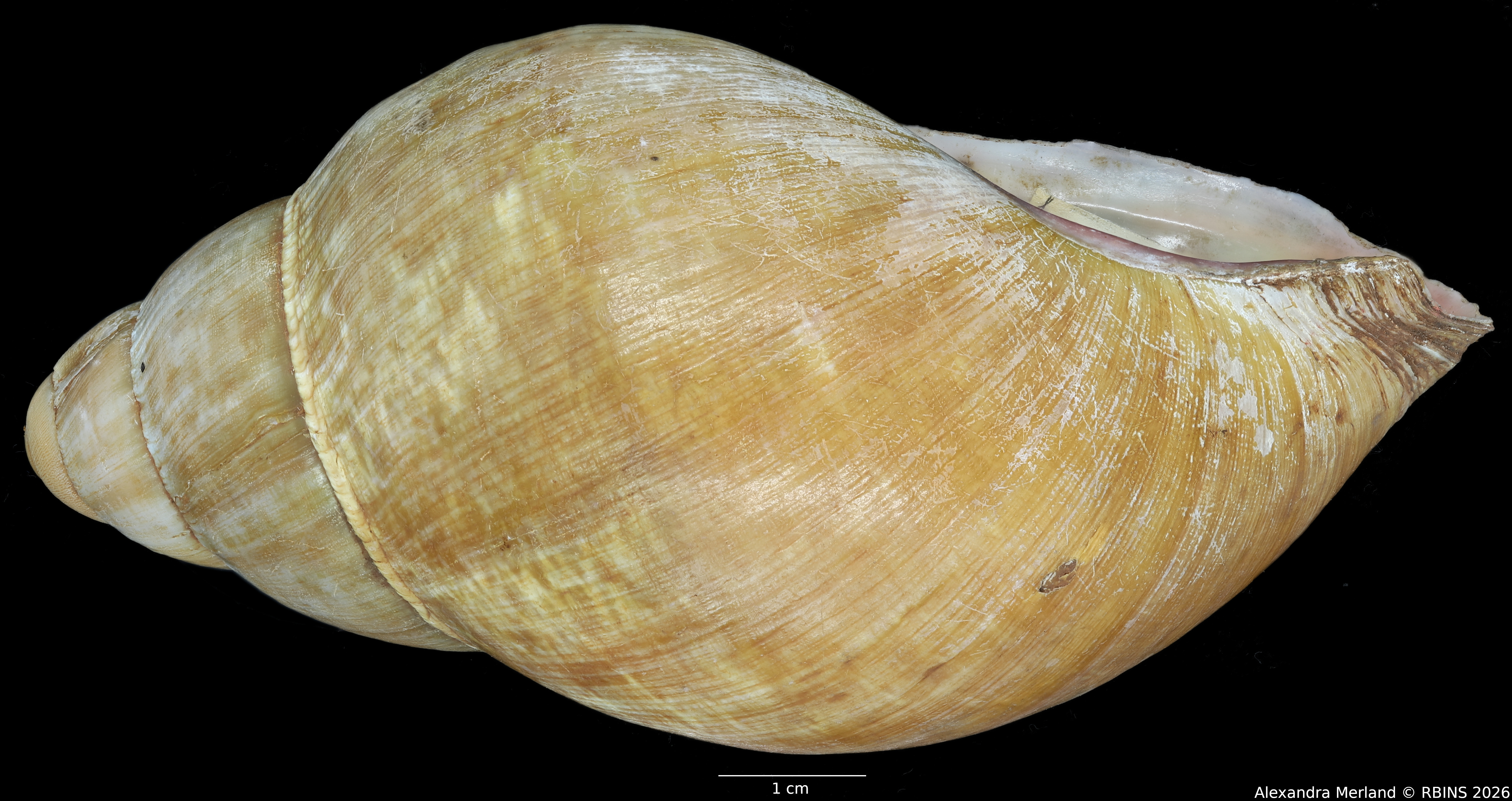 BE-RBINS-INV-INV-48279-Archachatina-rhodostoma-nt-L2.jpg