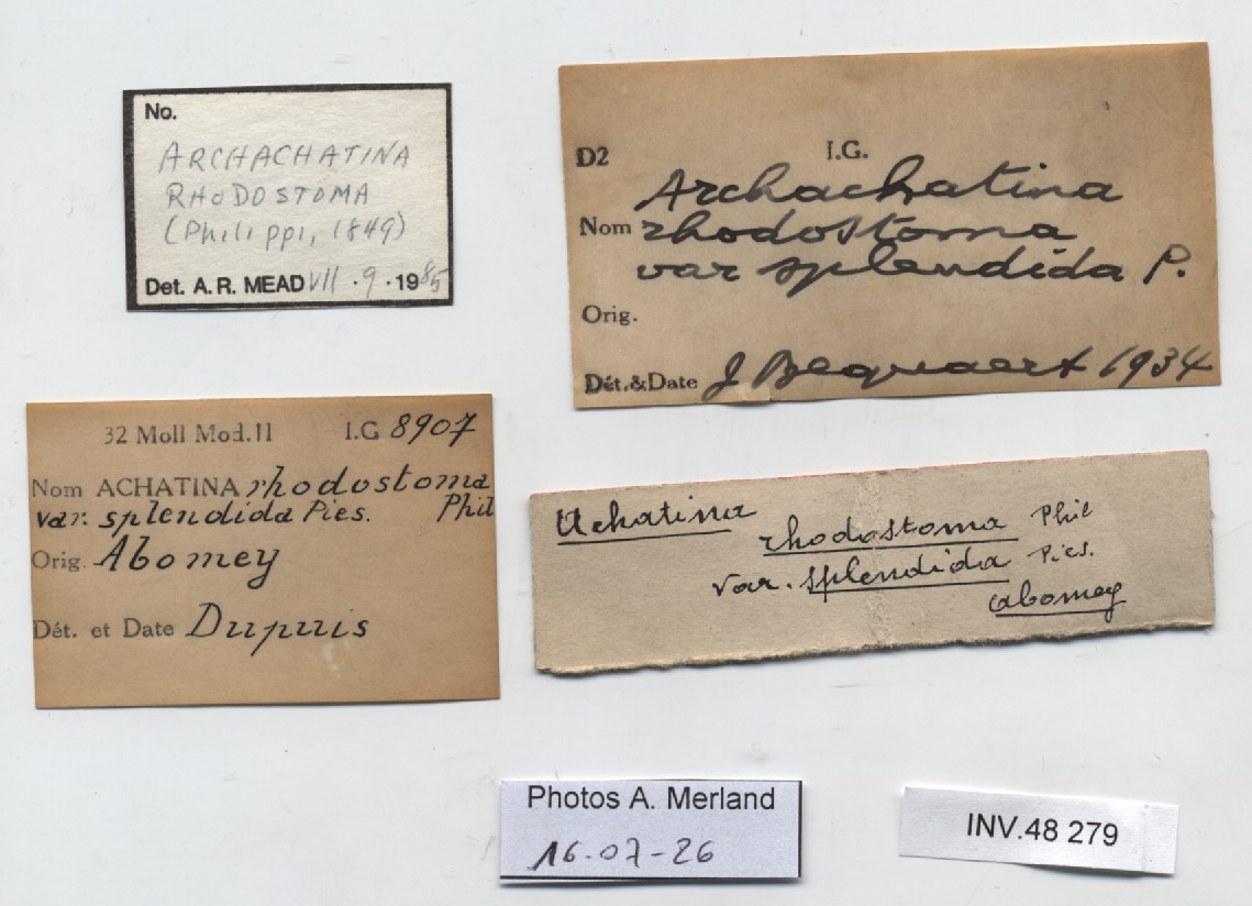 BE-RBINS-INV-INV-48279-Archachatina-rhodostoma-nt-label.jpg