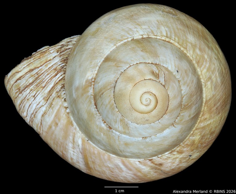BE-RBINS-INV-INV-48279-Archachatina-rhodostoma-nt-top.jpg