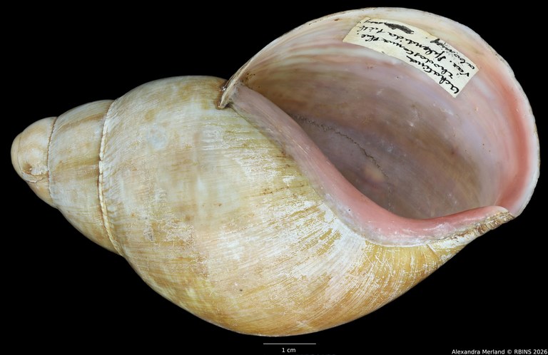 BE-RBINS-INV-INV-48279-Archachatina-rhodostoma-nt-V.jpg