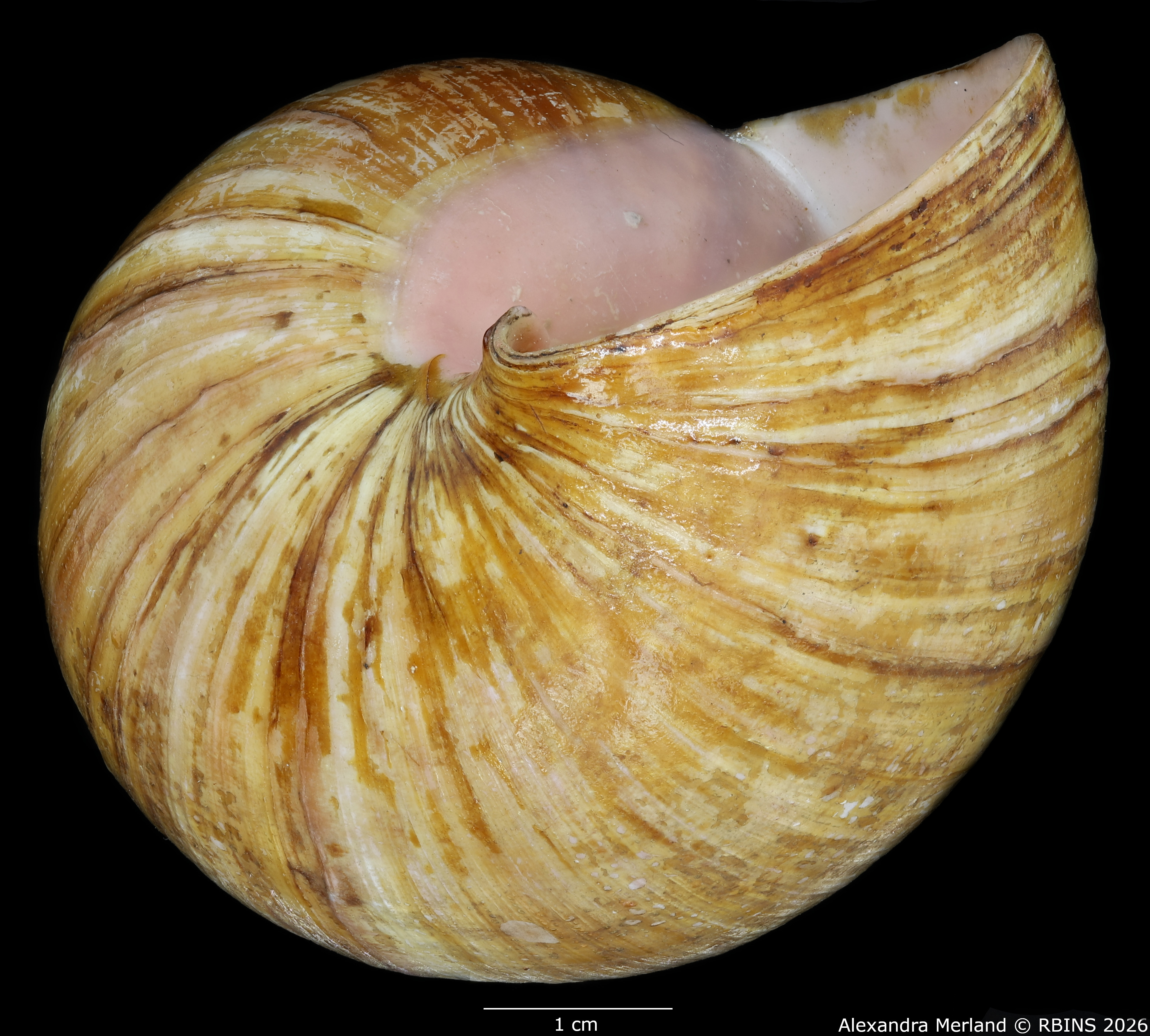 BE-RBINS-INV-INV-48281-Archachatina-rhodostoma-splendida-nt-bottom.jpg