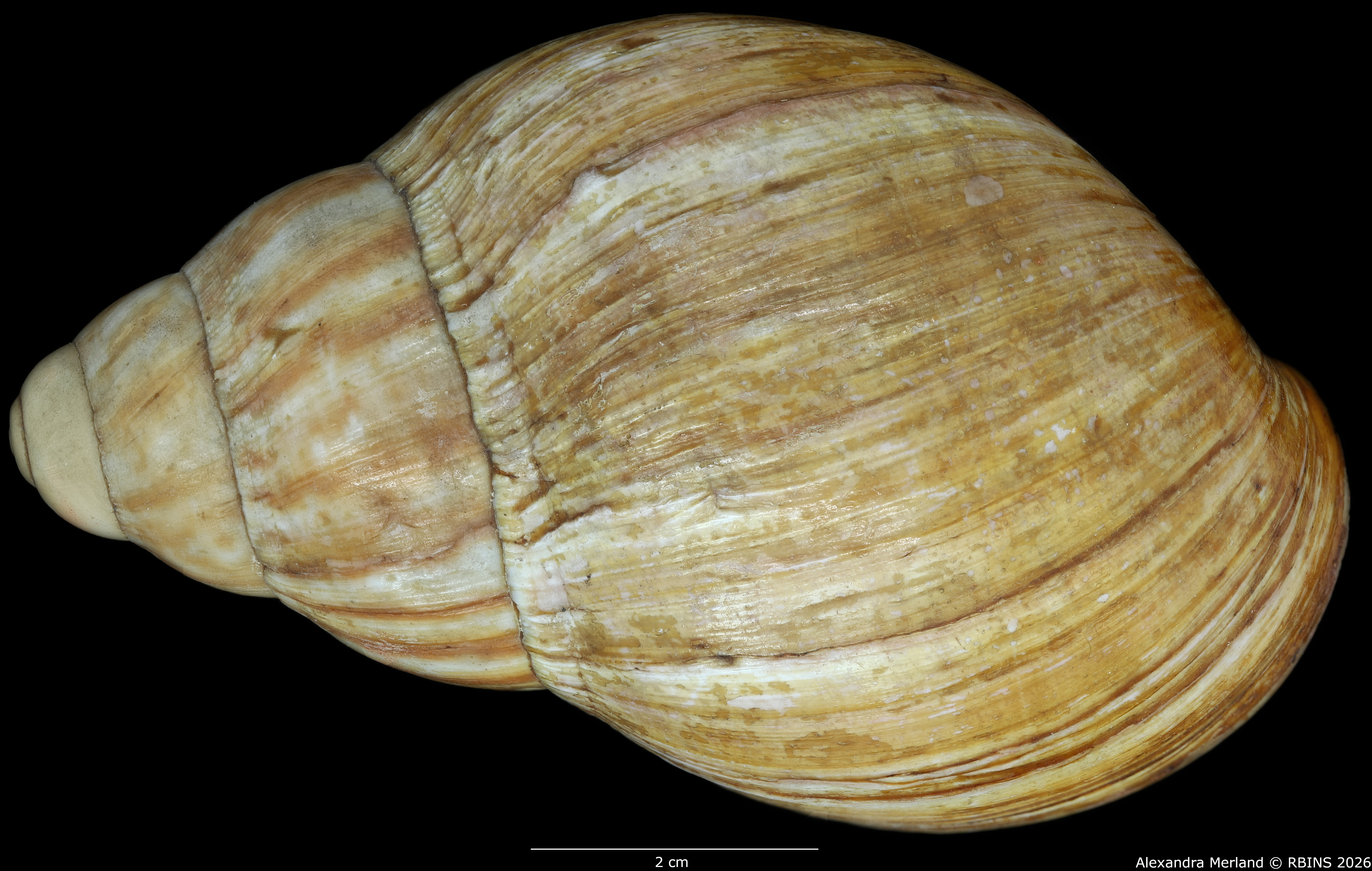 BE-RBINS-INV-INV-48281-Archachatina-rhodostoma-splendida-nt-D.jpg