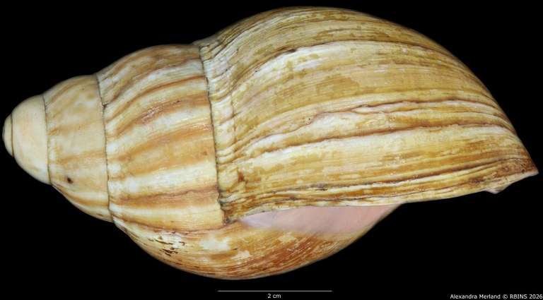 BE-RBINS-INV-INV-48281-Archachatina-rhodostoma-splendida-nt-L.jpg