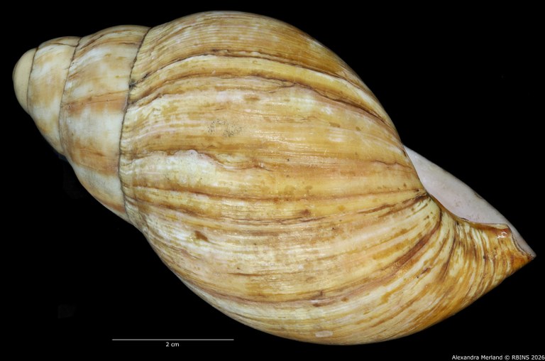 BE-RBINS-INV-INV-48281-Archachatina-rhodostoma-splendida-nt-L2.jpg