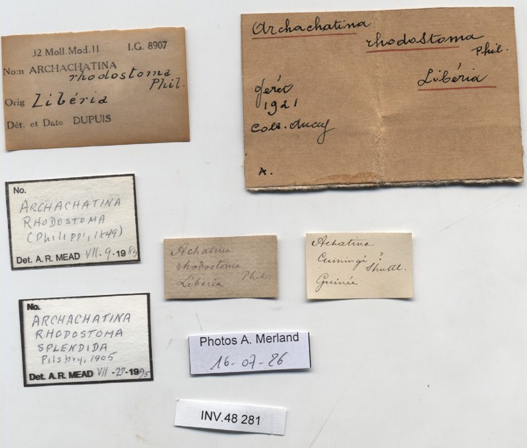 BE-RBINS-INV-INV-48281-Archachatina-rhodostoma-splendida-nt-label.jpg