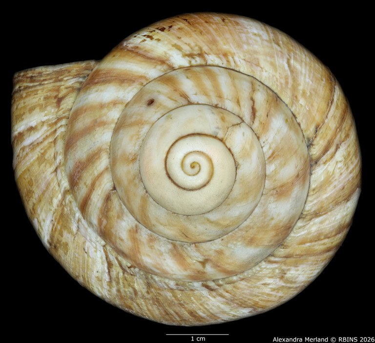 BE-RBINS-INV-INV-48281-Archachatina-rhodostoma-splendida-nt-top.jpg