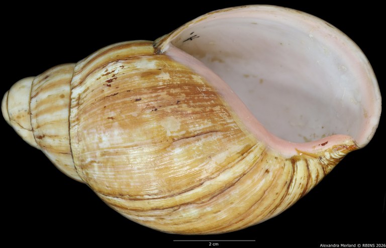 BE-RBINS-INV-INV-48281-Archachatina-rhodostoma-splendida-nt-V.jpg