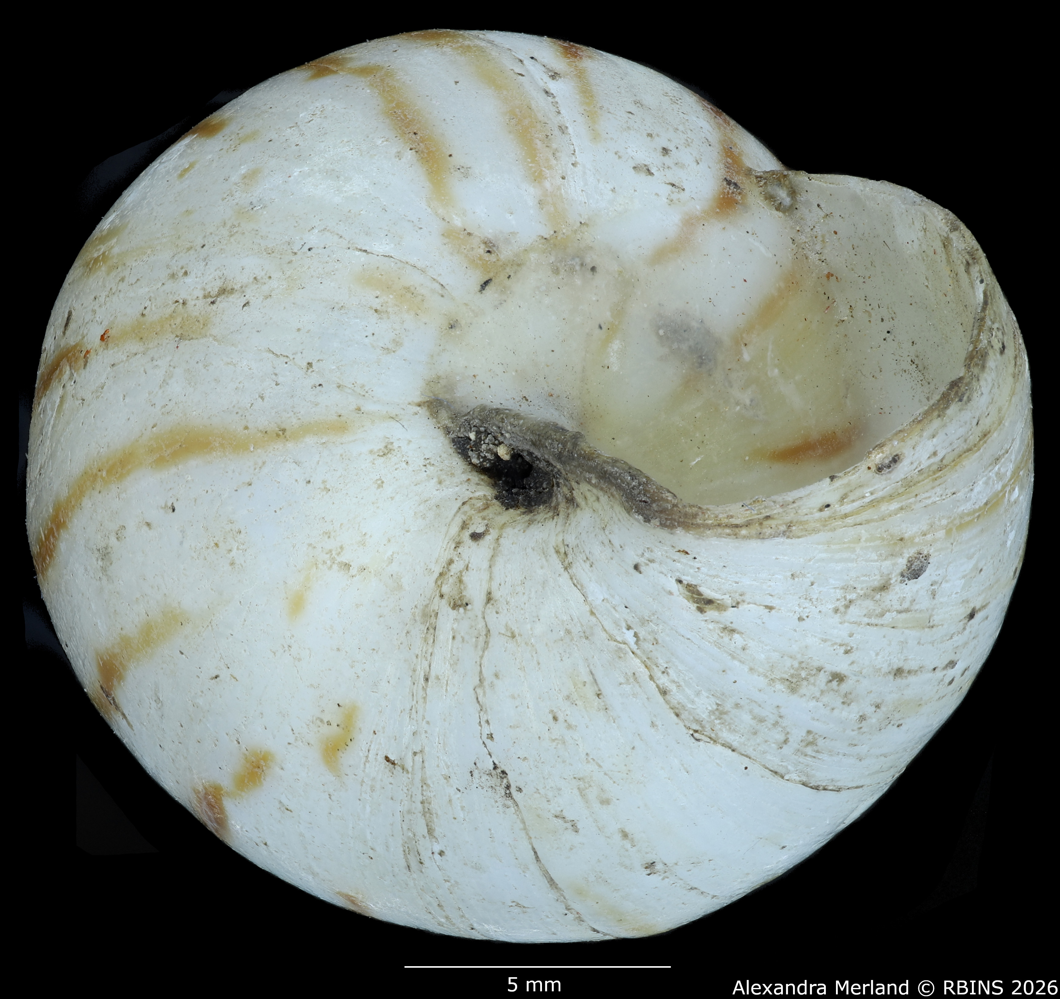 BE-RBINS-INV-MT-1415-Limicolaria-alhiensi-st-Bottom.jpg