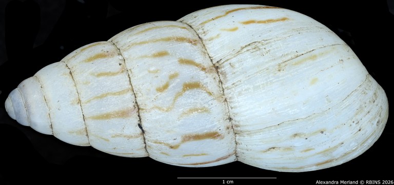 BE-RBINS-INV-MT-1415-Limicolaria-alhiensi-st-D.jpg