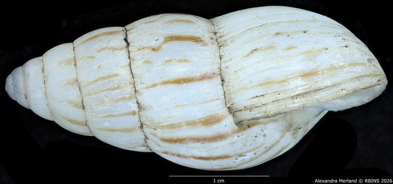 BE-RBINS-INV-MT-1415-Limicolaria-alhiensi-st-L.jpg