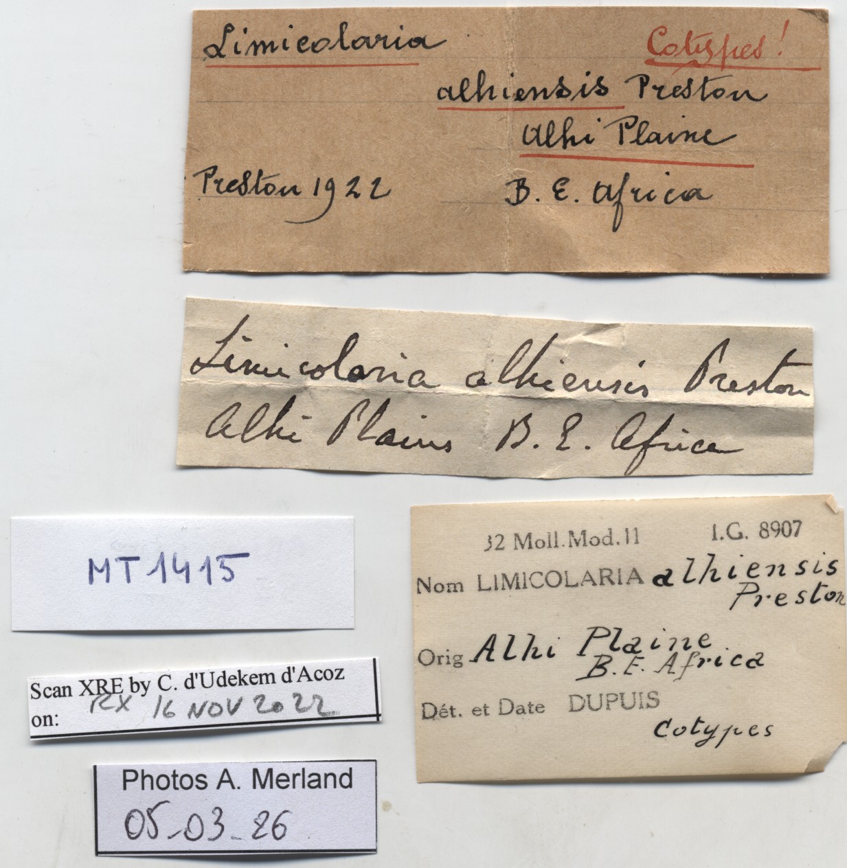 BE-RBINS-INV-MT-1415-Limicolaria-alhiensi-st-label.jpg