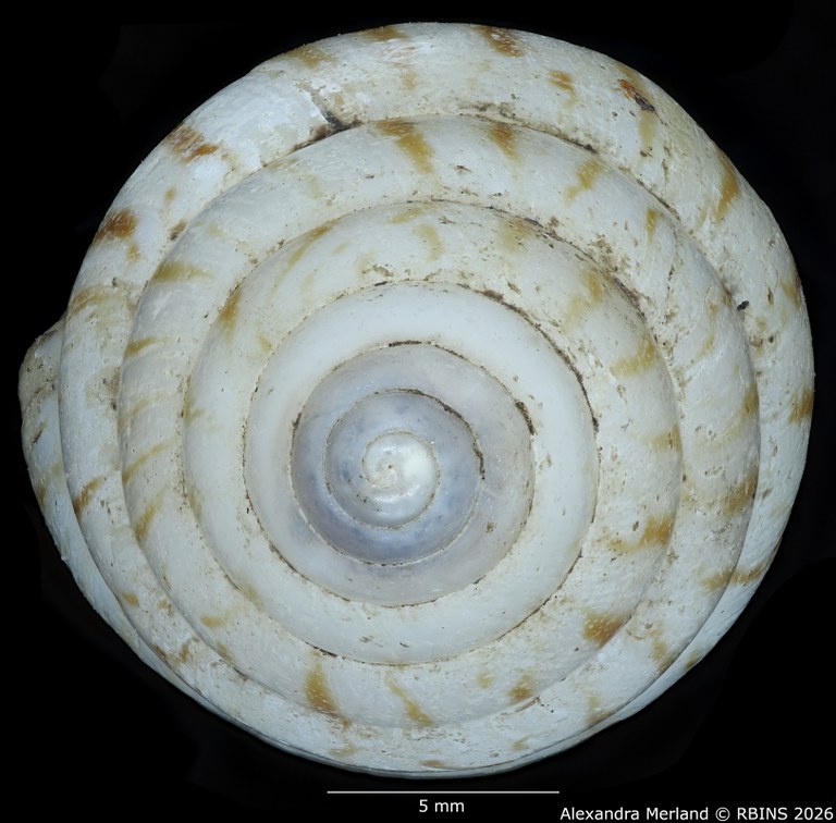 BE-RBINS-INV-MT-1415-Limicolaria-alhiensi-st-Top.jpg