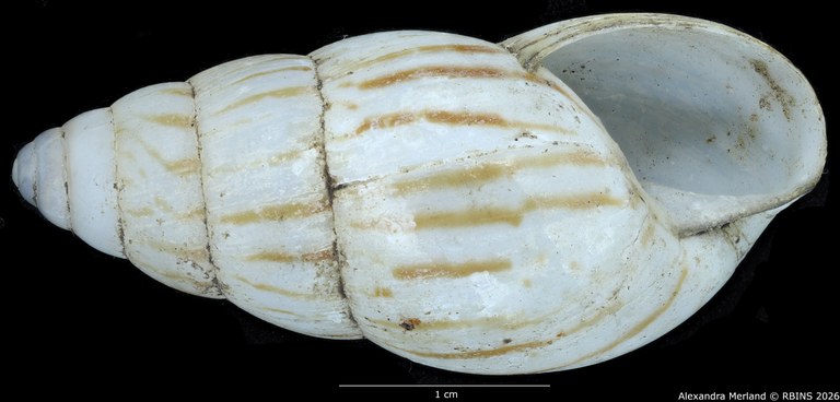 BE-RBINS-INV-MT-1415-Limicolaria-alhiensi-st-V.jpg