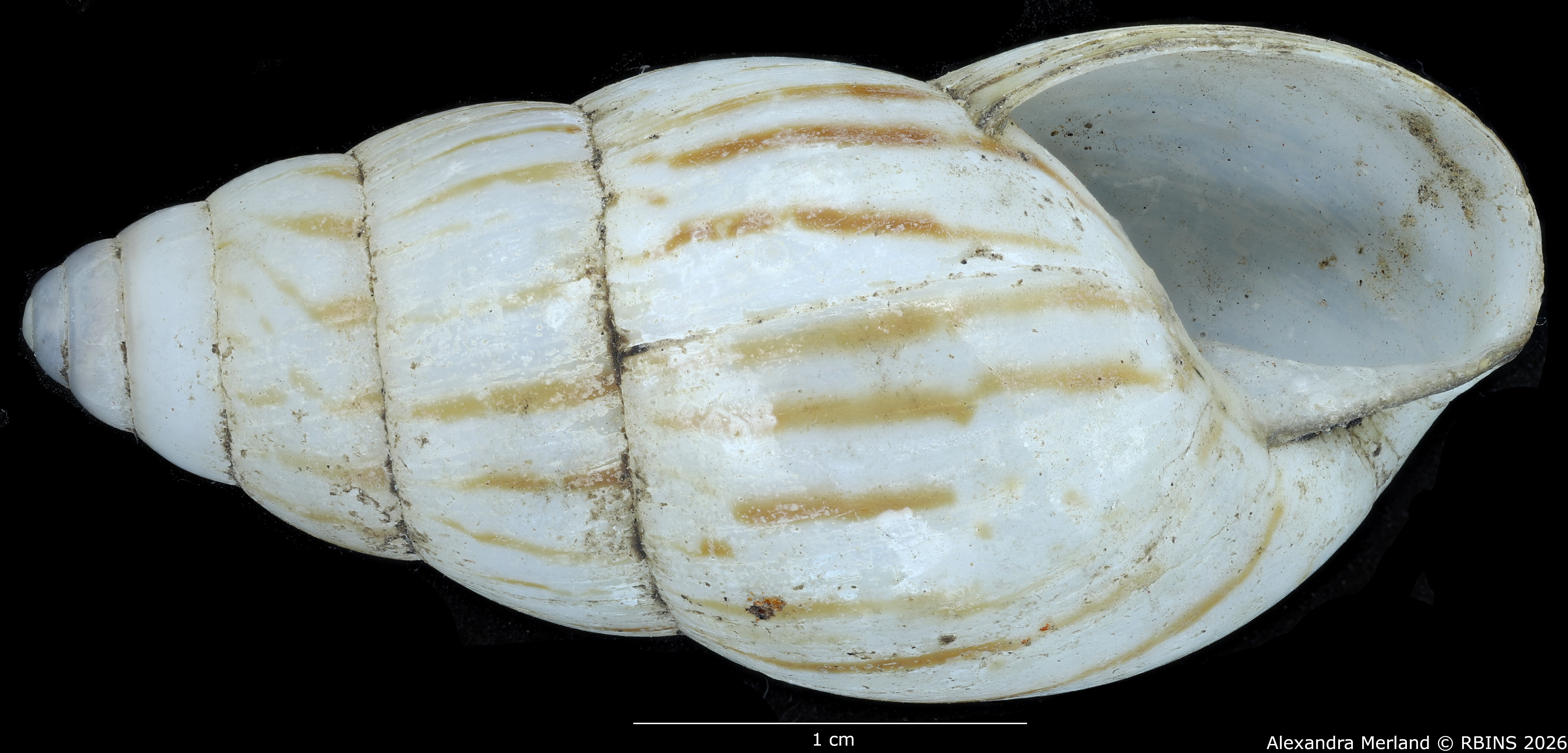 BE-RBINS-INV-MT-1415-Limicolaria-alhiensi-st-V.jpg