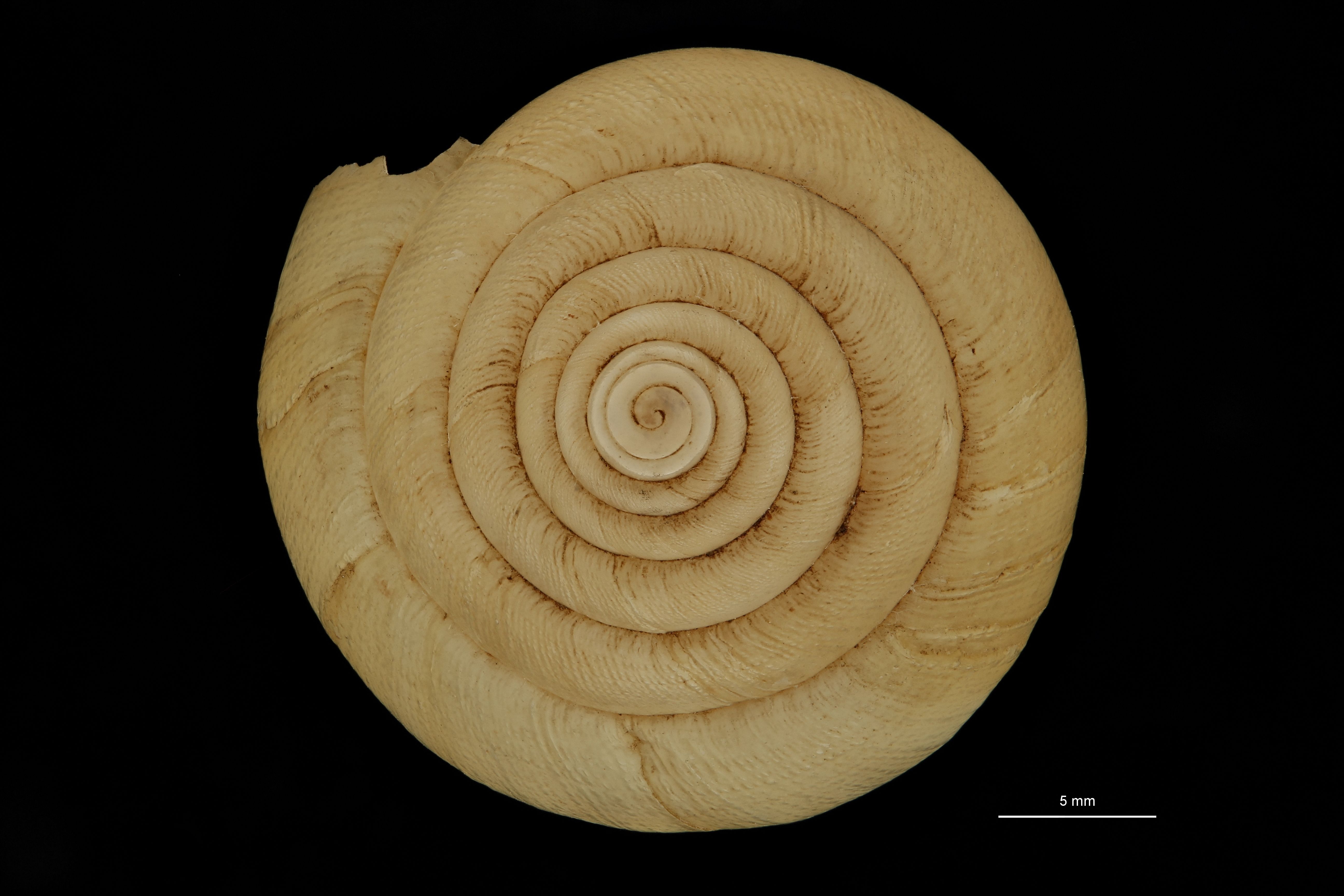BE-RBINS-INV SYNTYPE MT.3674 Limicolaria hidalgoi ANTERIOR.jpg