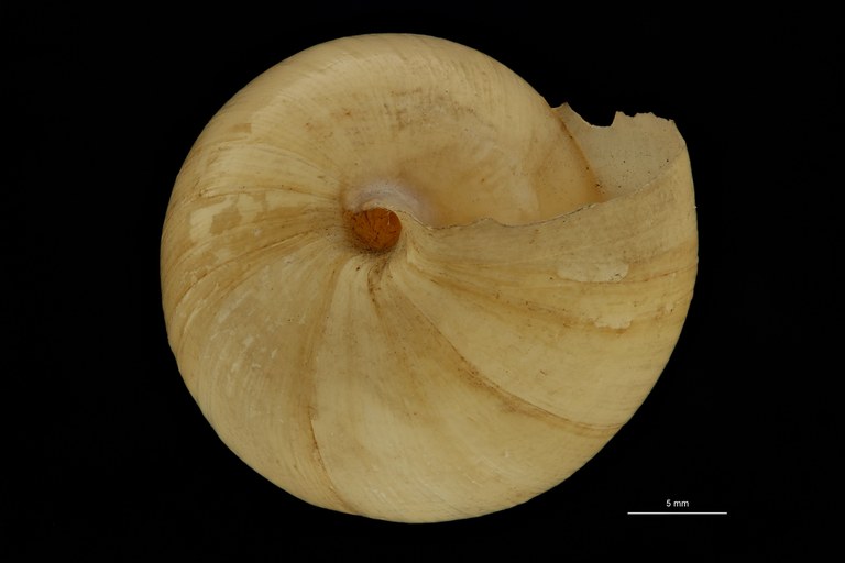 BE-RBINS-INV SYNTYPE MT.3674 Limicolaria hidalgoi BUCAL.jpg